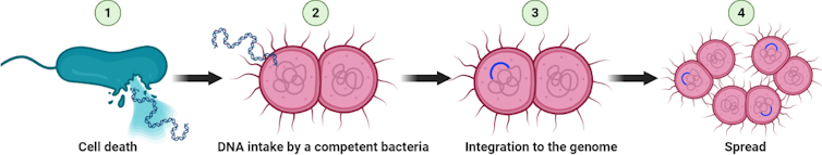 Natural competence, natural transformation, antibiotic resistance spread