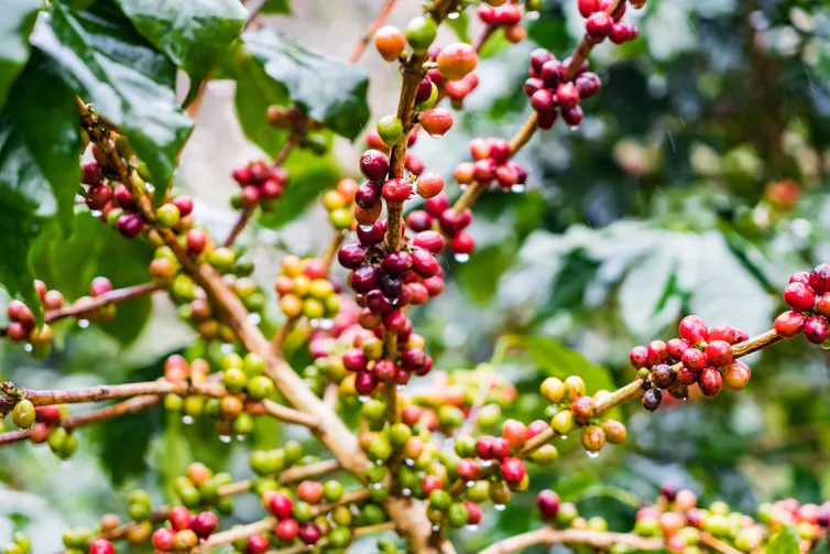 Arabica coffee beans growing on a tree