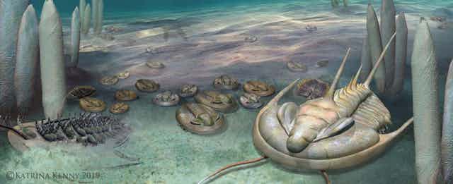 A reconstruction of trilobites during the Cambrian period. 