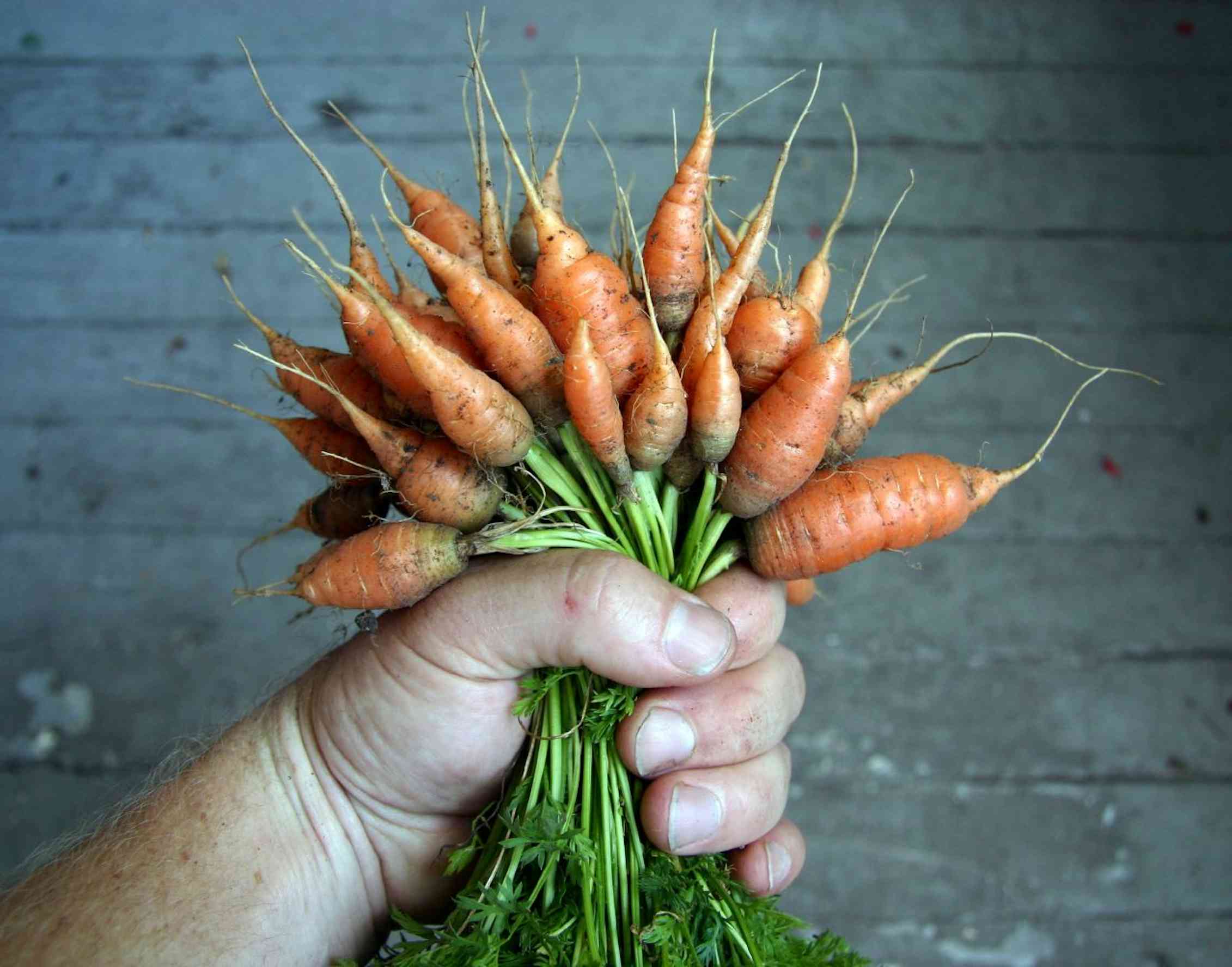 Как растет морковь. Морковь Балтимор. Недозрелая морковь. Морковь в пучках. Морковь на грядке.