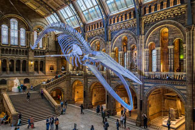 Blue whale skeleton hanging in museum