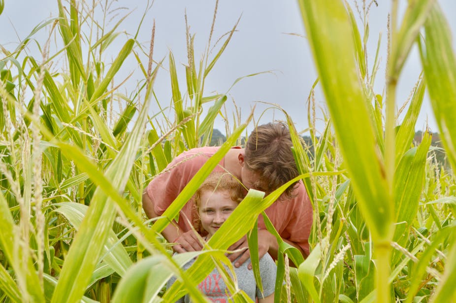 enfants dans un champ de maïs