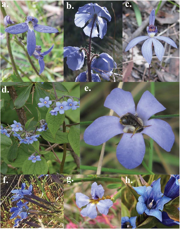 The mystery of the blue flower: nature's rare colour owes its existence to bee vision