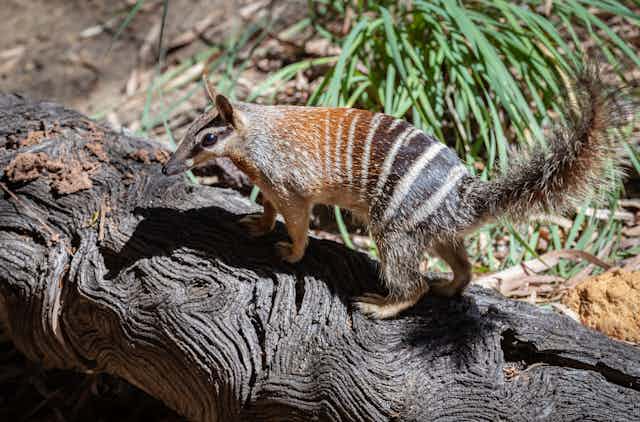 A numbat, orange and black with white stripes and a fluffy tail, walks on a log
