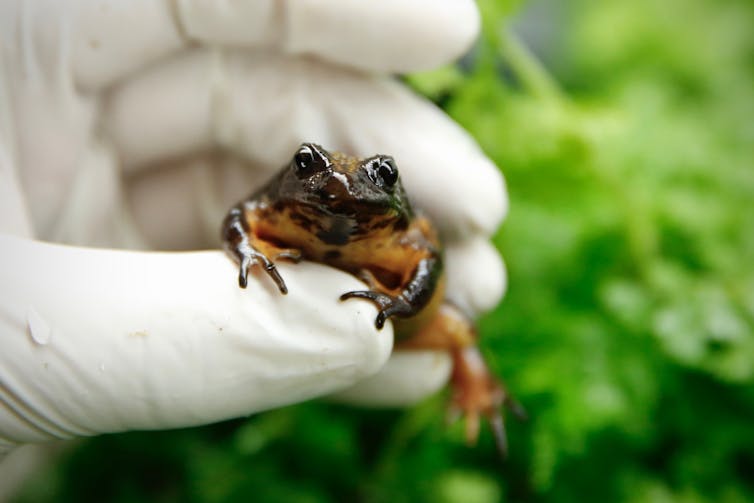 A Baw Baw frog held in white gloves.