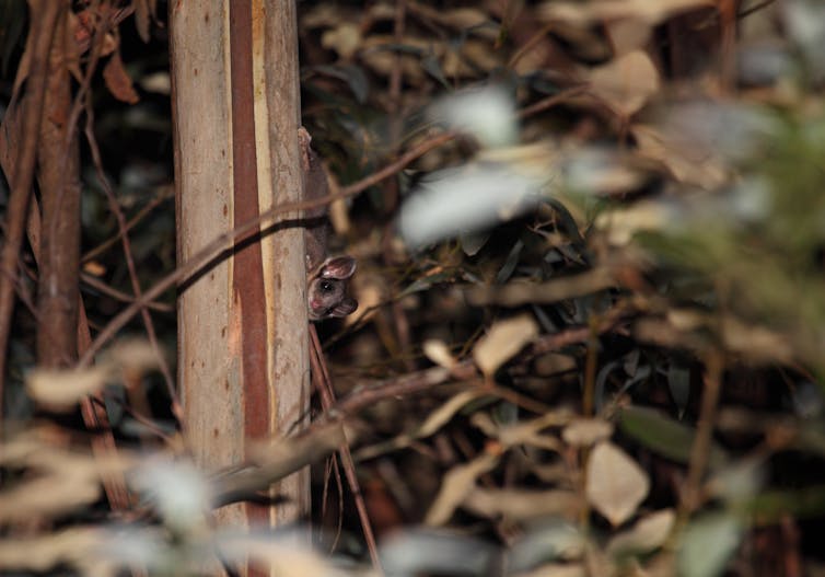 A Leadbeater's possum peers out from behind a tree trunk.