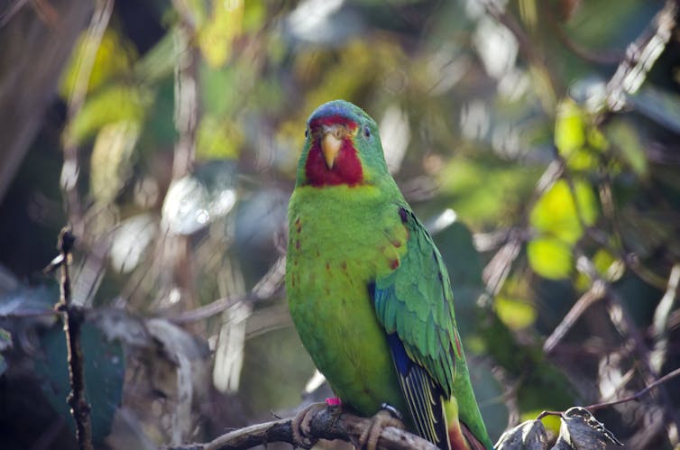 5 ways to improve the government's plan to protect threatened wildlife