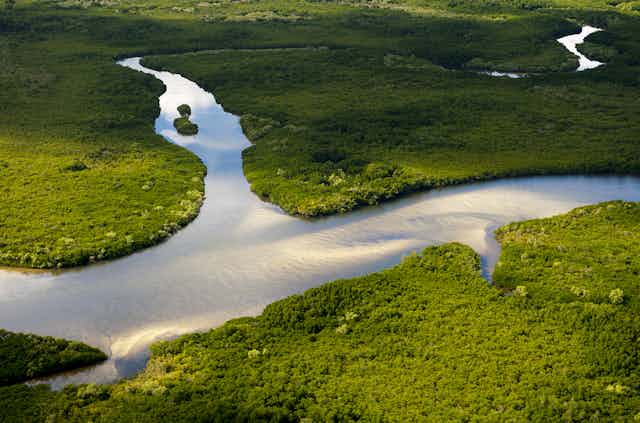 Aerial view of wetland