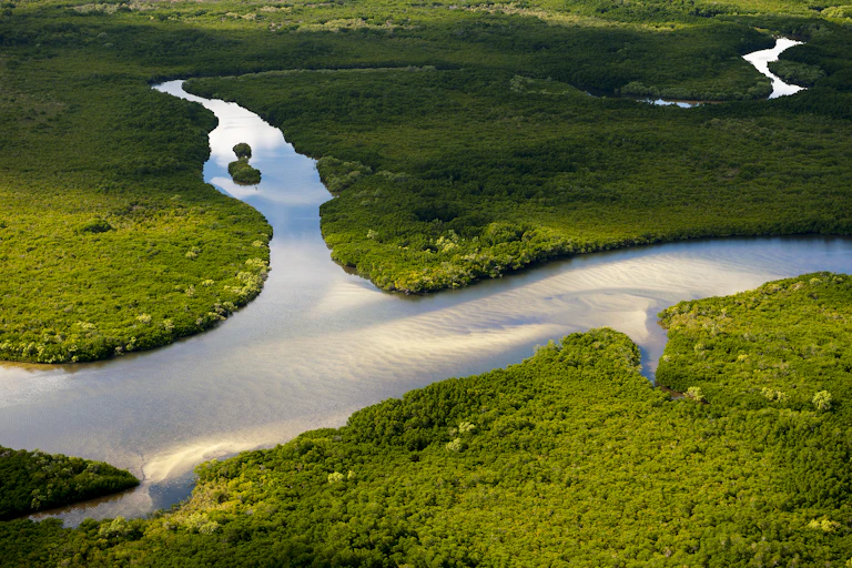 Aerial view of wetland