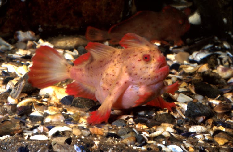 5 ways to improve the government's plan to protect threatened wildlife