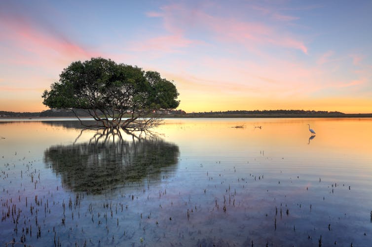 A wetland close to coastal development.