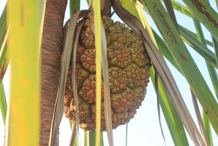 Anyakngarra fruit grows on a tree.