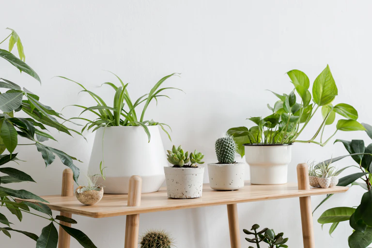 Tiestos con plantas en el interior de una vivienda.