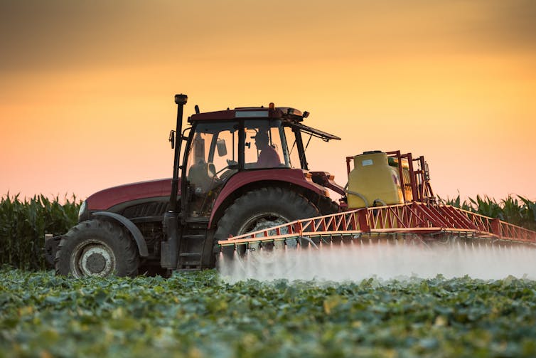 A tractor sprays chemicals onto a vegetable field at dusk.