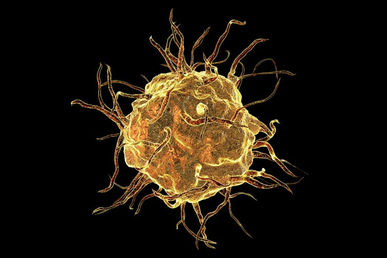 Image of a macrophage cell.