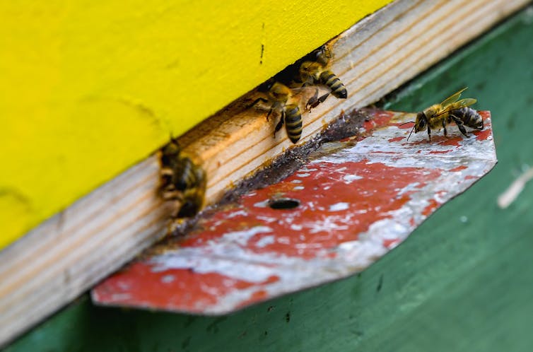 Honeybees climbing into the entrance of a hive.
