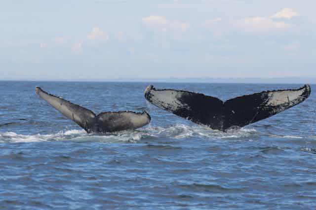 Tails of two humpback whales disappearing beneath the waves.