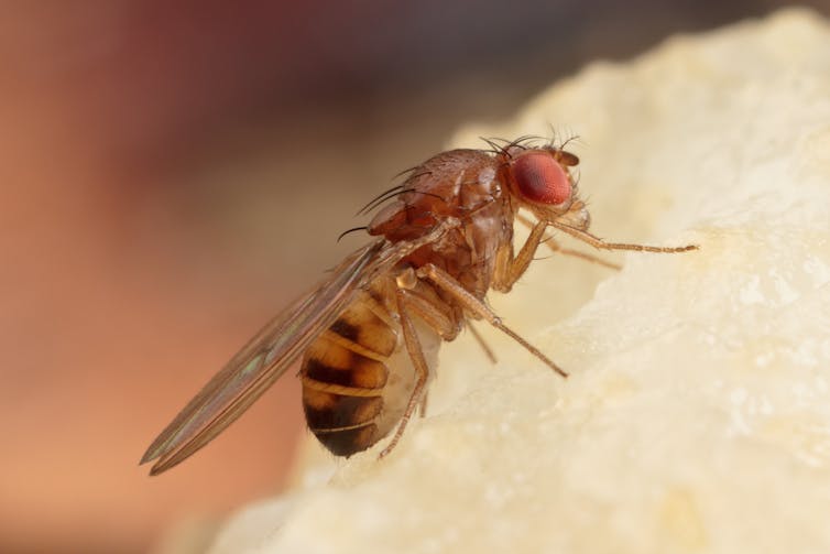 A fruit fly on a piece of food.