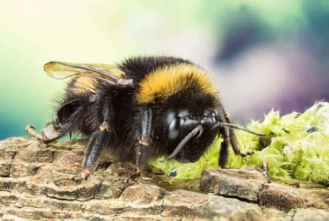 A buff-tailed bumblebee on a patch of mossy bark.