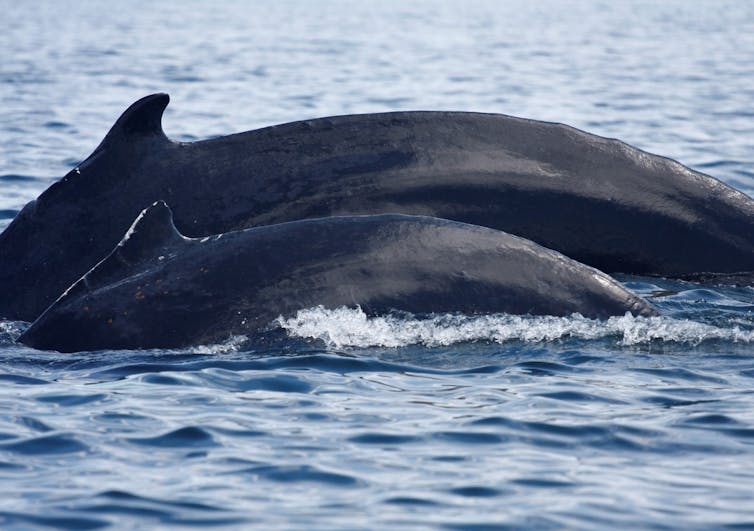 A humpback mother with her calf.