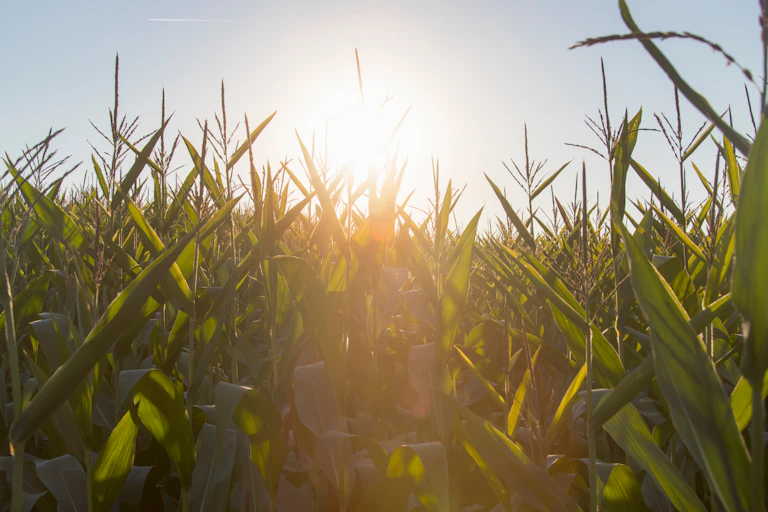 crops growing in sunny field
