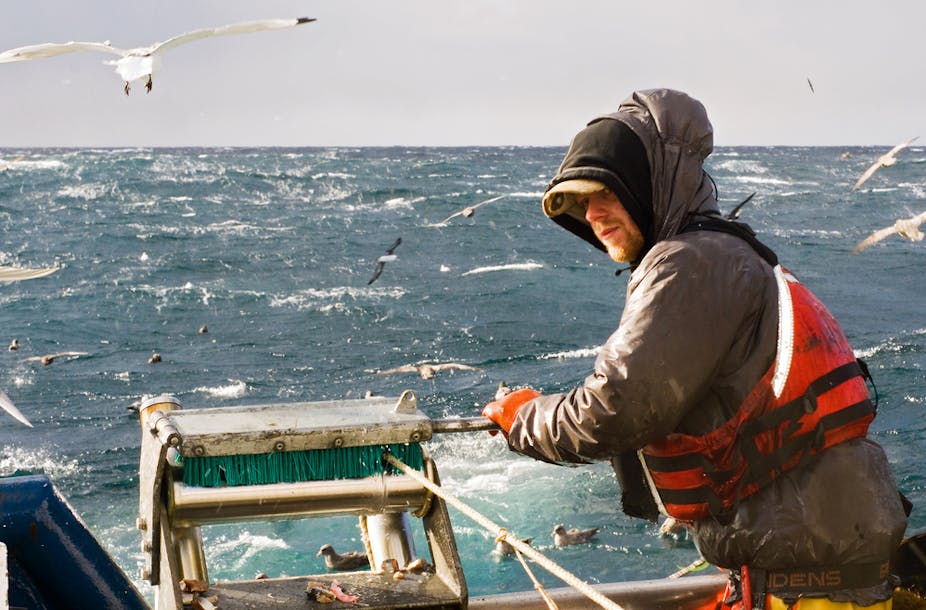 Fisherman feeds through line on trawler with seagulls circling