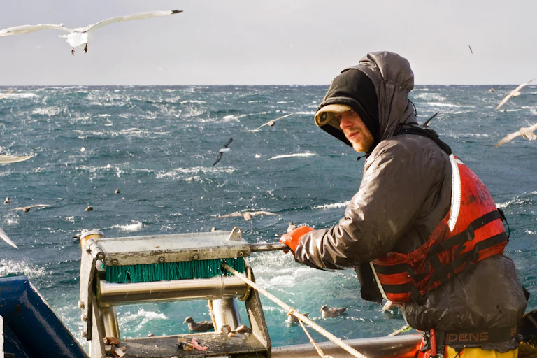 Fisherman feeds through line on trawler with seagulls circling