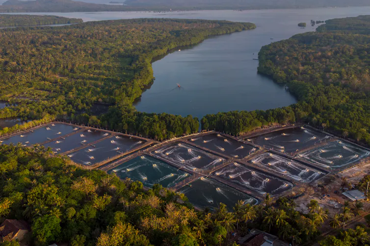 Foto udara tambak udang vaname intensif di sekitar area hutan mangrove tepi pantai.