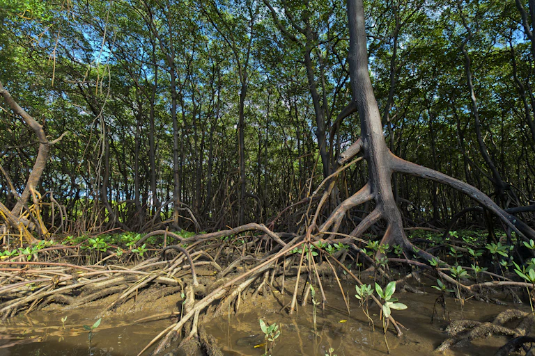 Akar-akar pohon bakau.
