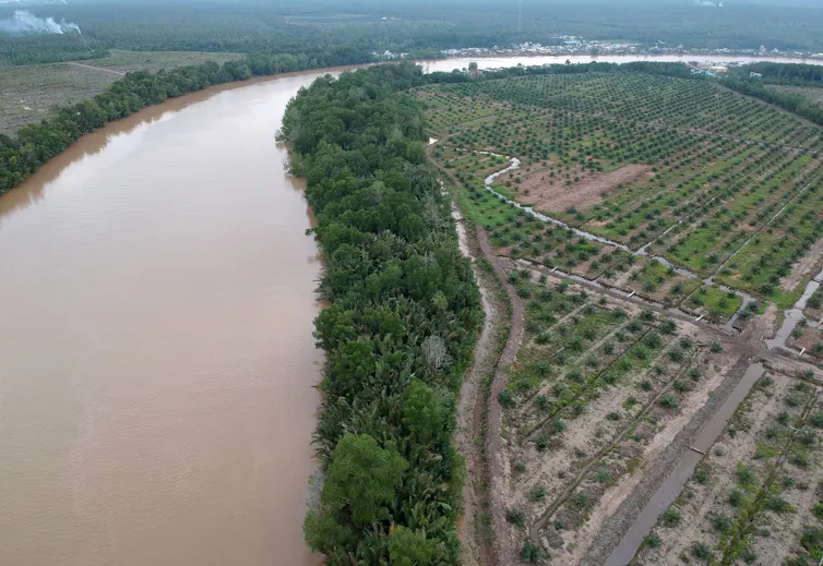 Foto aeral pesisir hutan bakau dengan perkebunan kelapa sawit di sebelahnya.