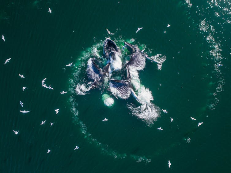 A pod of humpback whales breaking the surface of the ocean in a circle, feeding on a shoal of herring.