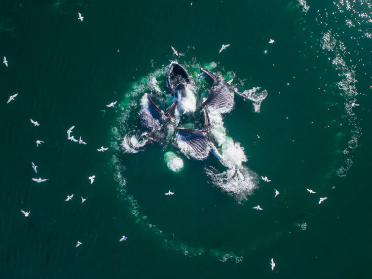 A pod of humpback whales breaking the surface of the ocean in a circle, feeding on a shoal of herring.