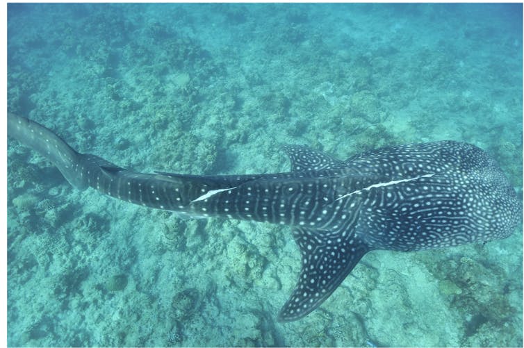 A whale shark with injuries.