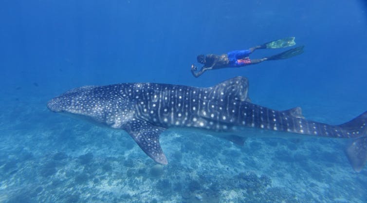 A swimmer next to a whale shark.