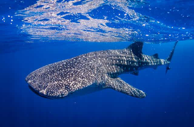 A whale shark near the surface.