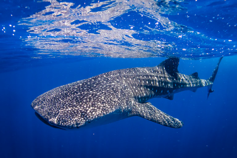 A whale shark near the surface.