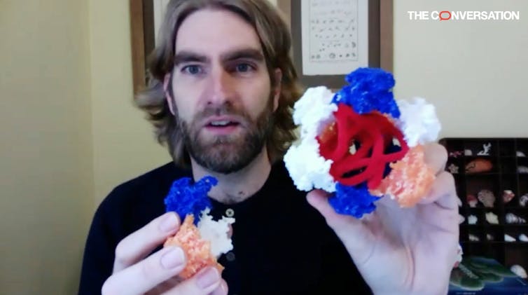 Ahlgren holds up a model of a human papillomavirus. The model is shaped like a soccer ball. The ball has removable segments, which represent groups of proteins. Inside the hollow ball is a red string, which represents the RNA.