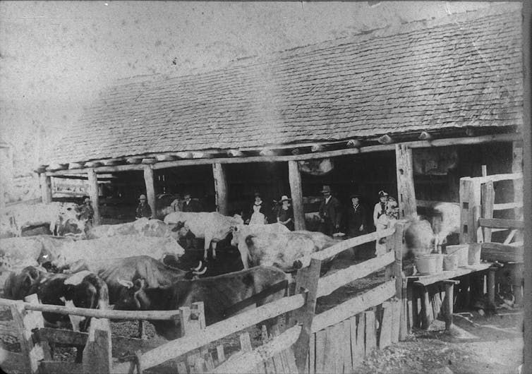 Black and white photograph of a cattle yard.