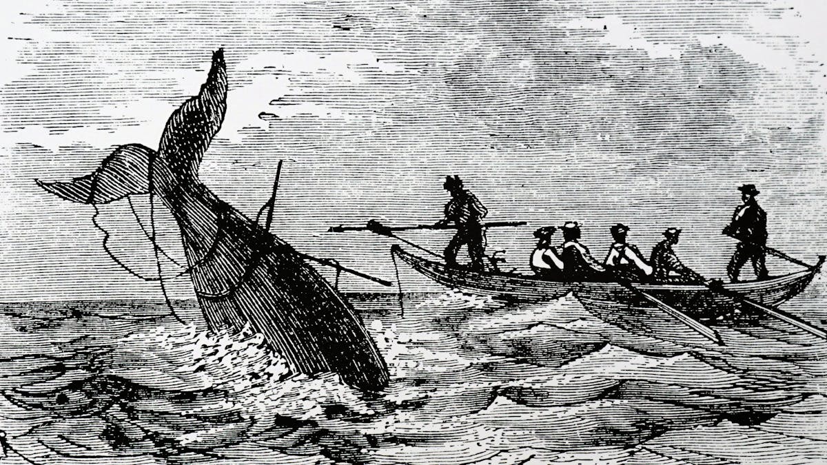 The viral 'Wellerman' sea shanty is also a window into the remarkable cross-cultural whaling history of Aotearoa New Zealand