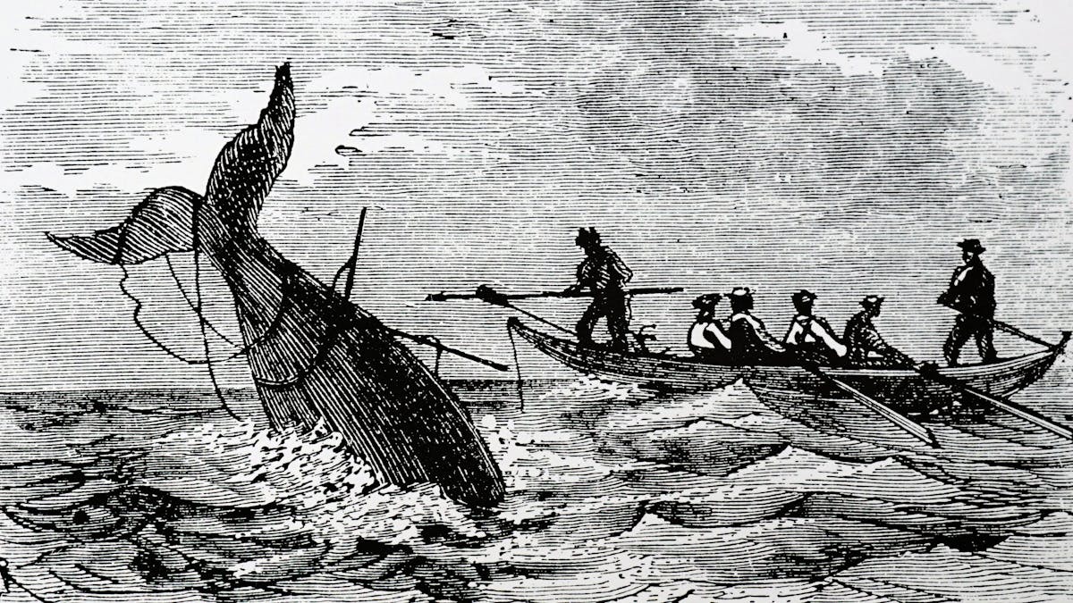 The viral 'Wellerman' sea shanty is also a window into the remarkable  cross-cultural whaling history of Aotearoa New Zealand