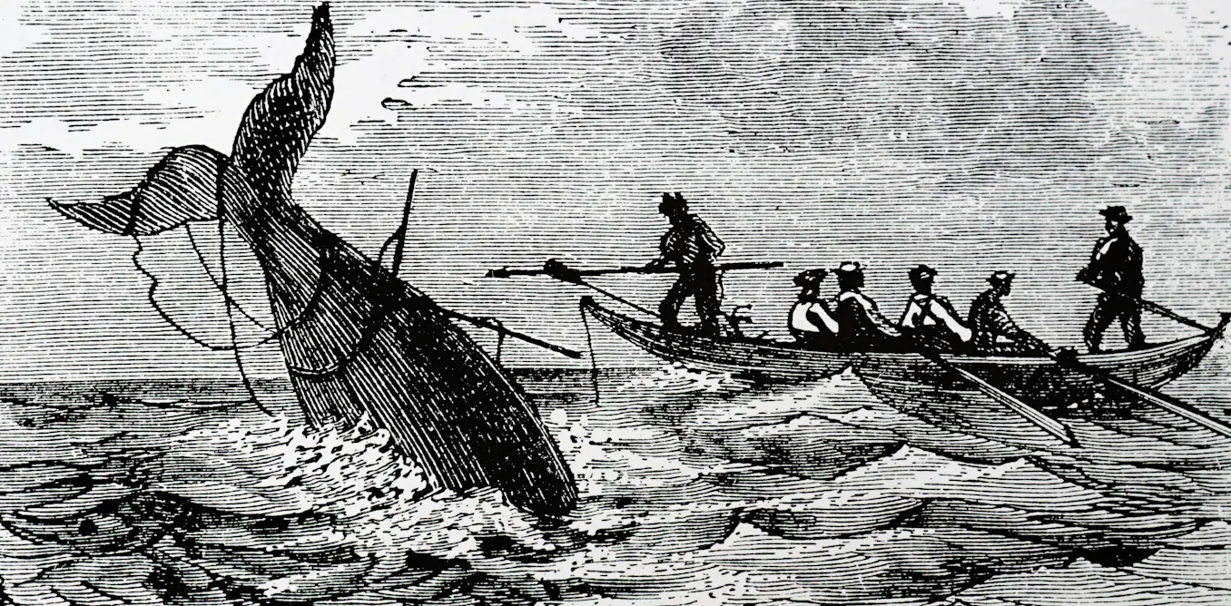 The Viral Wellerman Sea Shanty Is Also A Window Into The Remarkable Cross Cultural Whaling History Of Aotearoa New Zealand
