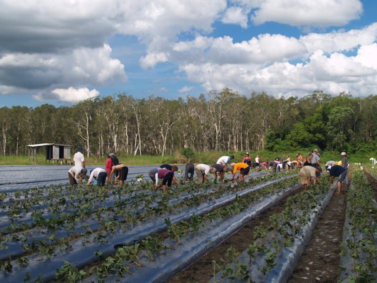 Farm workers toil in the sun.