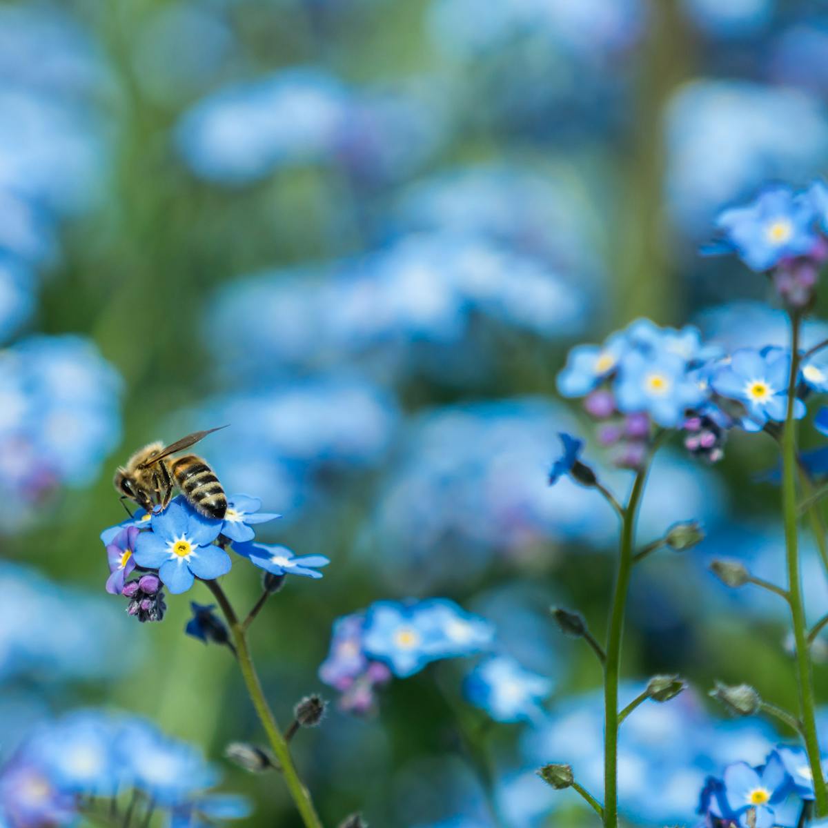 The mystery of the blue flower: nature's rare colour owes its ...