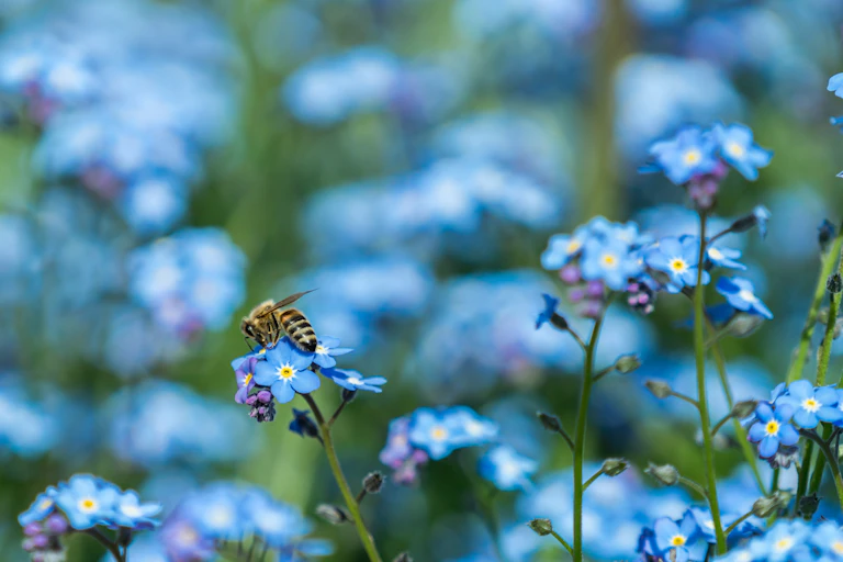 Many small blue flowers, with a bee perched on one of them.