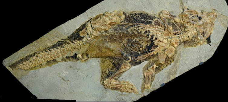 A dinosaur fossil