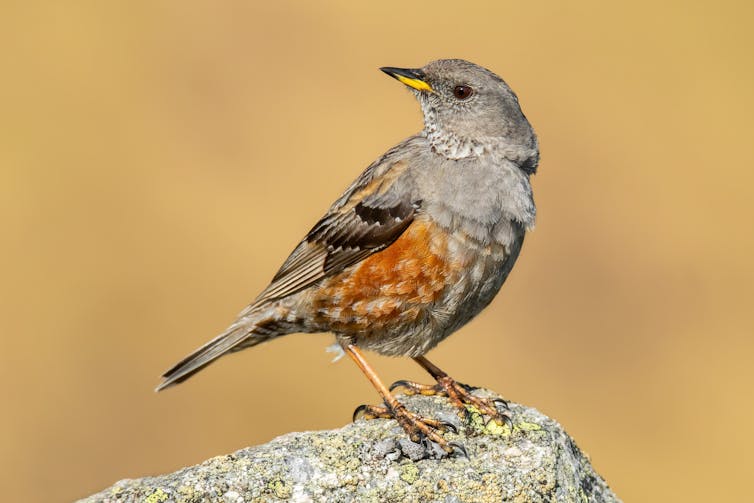 An Alpine accentor bird on a rock