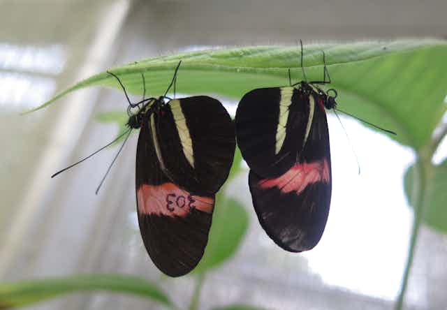 Two black and red butterflies mating