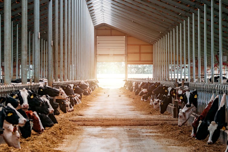 Cows in cages in a dairy farm