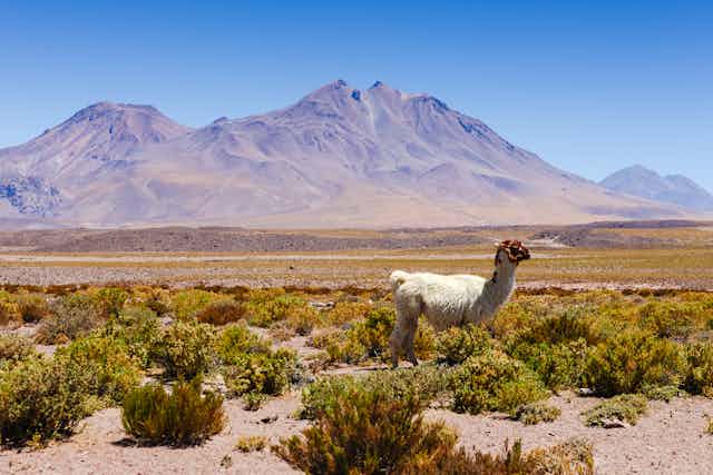 A llama (or similar) wanders through desert