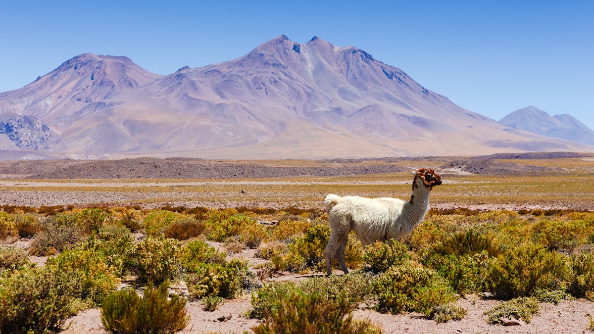 How a pre-Incan civilisation thrived in the Atacama Desert thanks to  seabird poo fertiliser